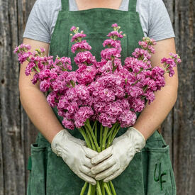 Iron Rose Pink, Stock Seeds